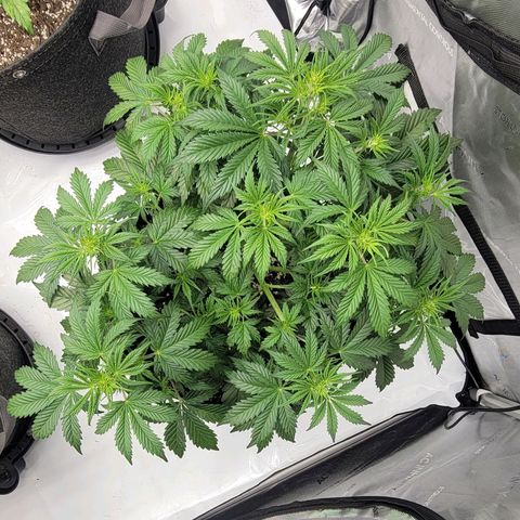 Super Skunk Autoflower growlog timeline photo