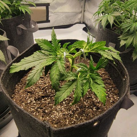 Super Skunk Autoflower growlog timeline photo