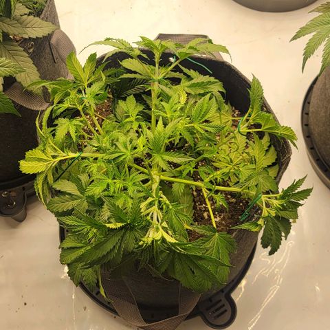 Super Skunk Autoflower growlog timeline photo