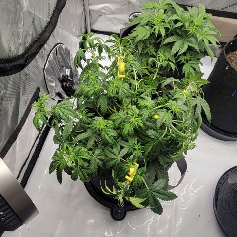 Super Skunk Autoflower growlog timeline photo