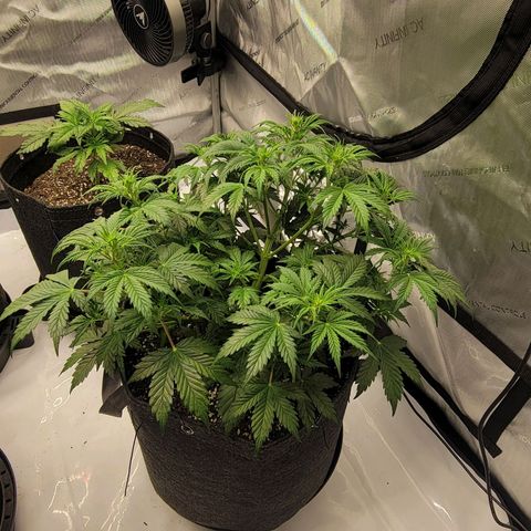 Super Skunk Autoflower growlog timeline photo