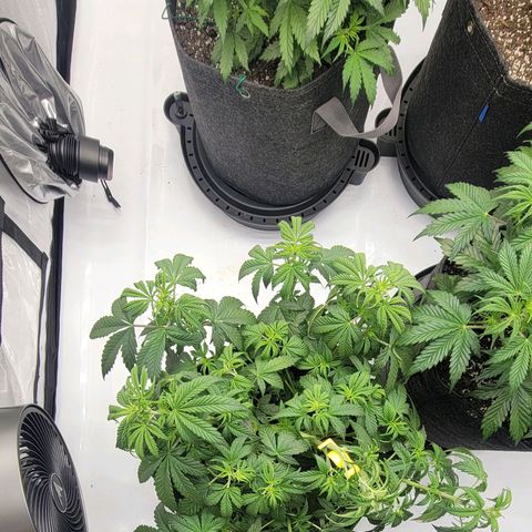 Super Skunk Autoflower growlog timeline photo