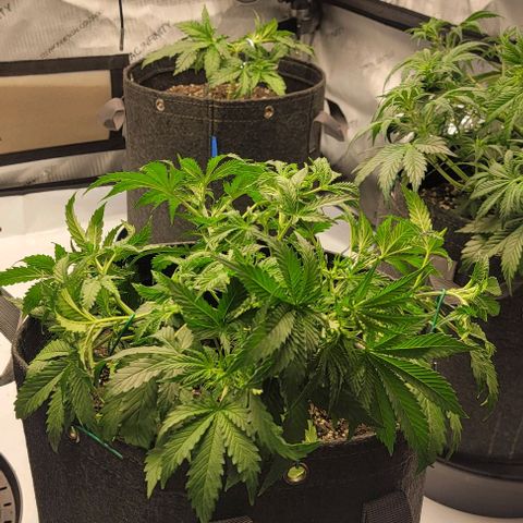 Super Skunk Autoflower growlog timeline photo