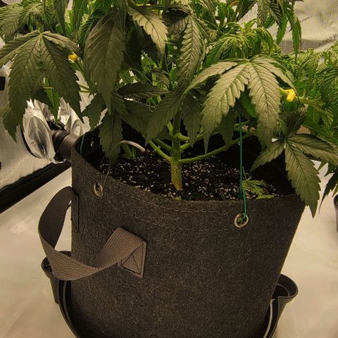 Super Skunk Autoflower  growlog timeline photo