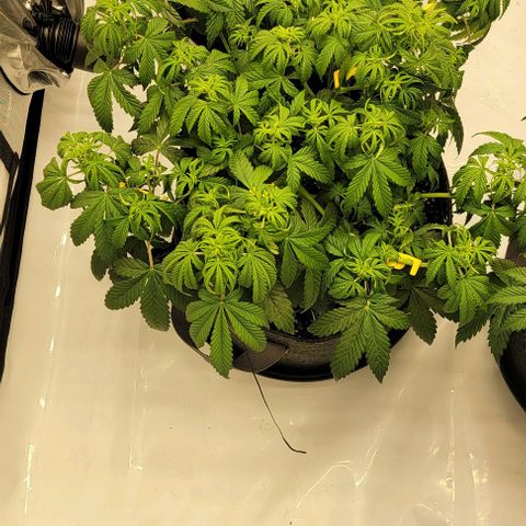 Super Skunk Autoflower  growlog timeline photo