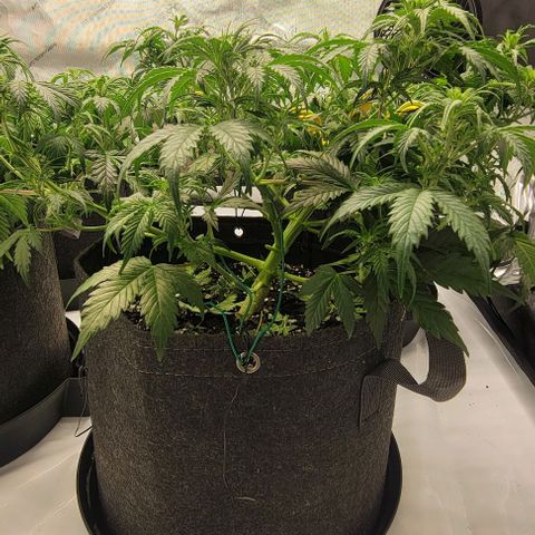 Super Skunk Autoflower growlog timeline photo