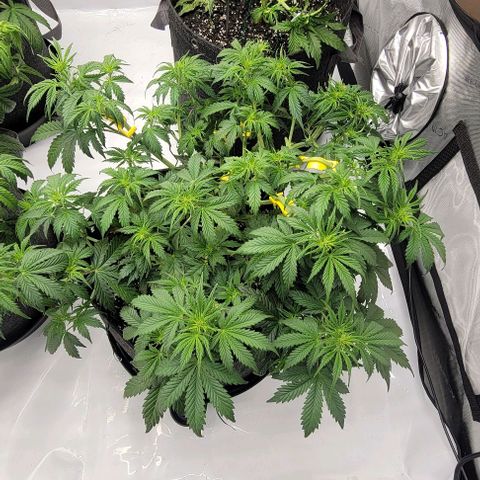 Super Skunk Autoflower growlog timeline photo