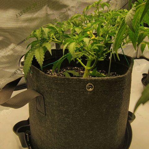 Super Skunk Autoflower growlog timeline photo