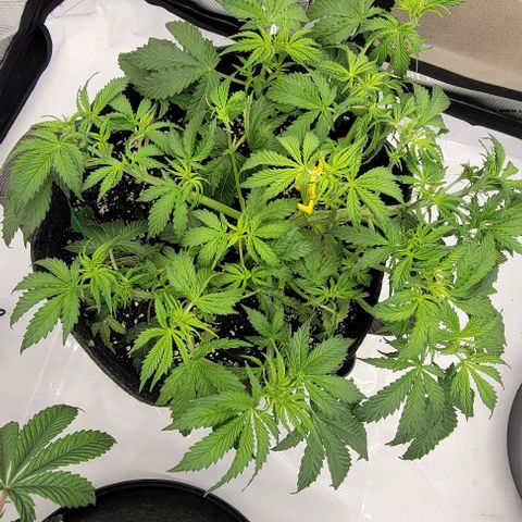 Super Skunk Autoflower growlog timeline photo