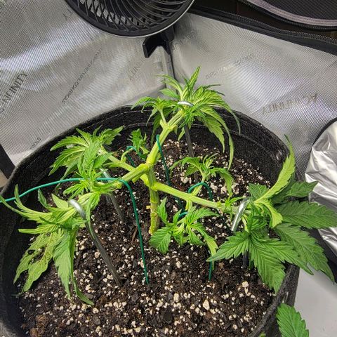 Super Skunk Autoflower growlog timeline photo