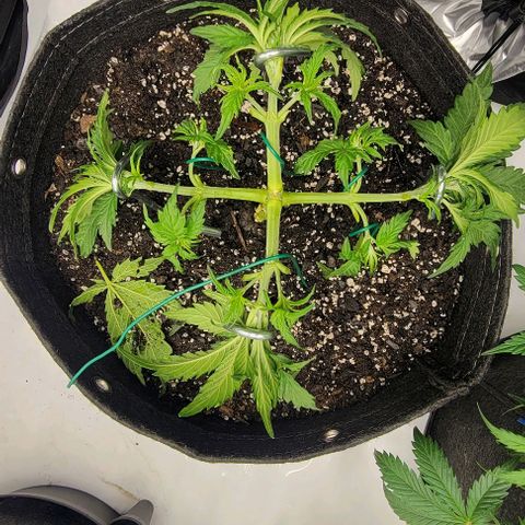Super Skunk Autoflower growlog timeline photo