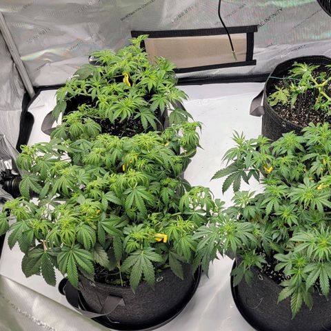 Super Skunk Autoflower growlog timeline photo