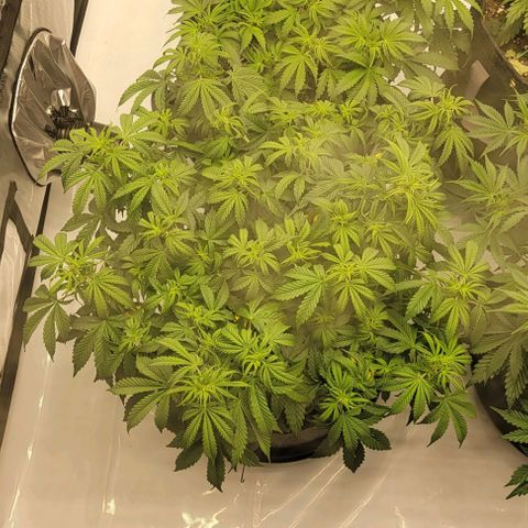 Super Skunk Autoflower  growlog timeline photo