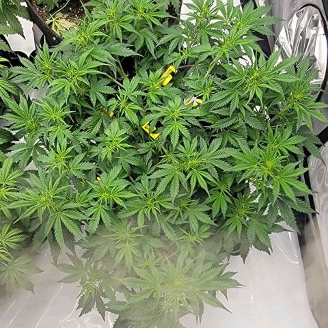 Super Skunk Autoflower growlog timeline photo