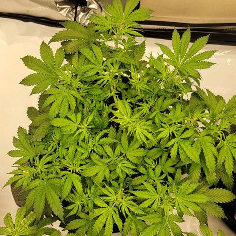 Super Skunk Autoflower growlog timeline photo