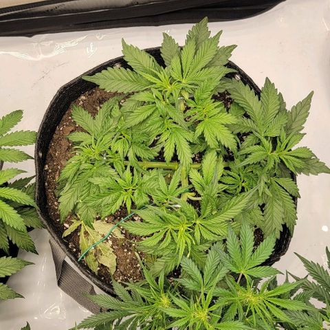 Super Skunk Autoflower growlog timeline photo