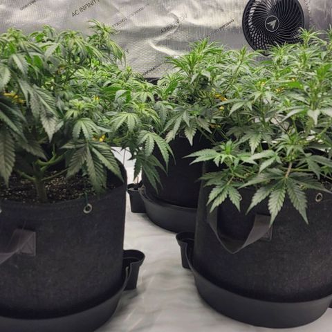 Super Skunk Autoflower growlog timeline photo