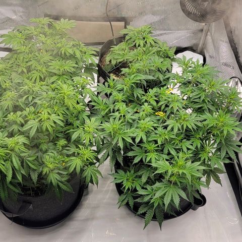 Super Skunk Autoflower growlog timeline photo