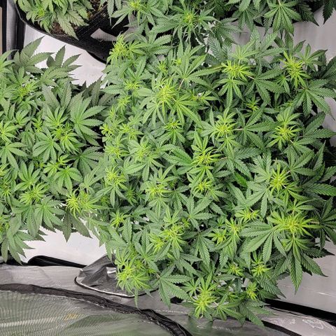 Super Skunk Autoflower  growlog timeline photo