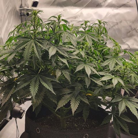 Super Skunk Autoflower  growlog timeline photo
