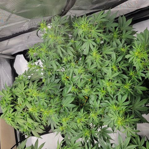 Super Skunk Autoflower growlog timeline photo