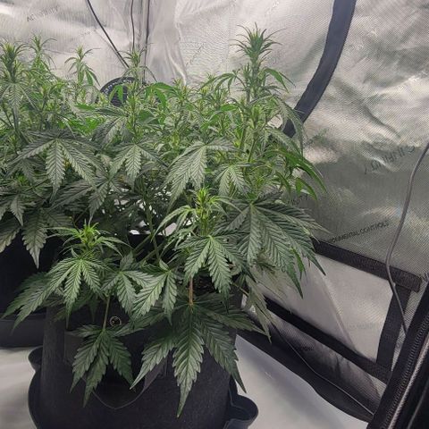 Super Skunk Autoflower growlog timeline photo