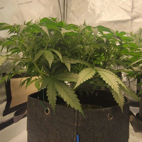 Super Skunk Autoflower growlog timeline photo