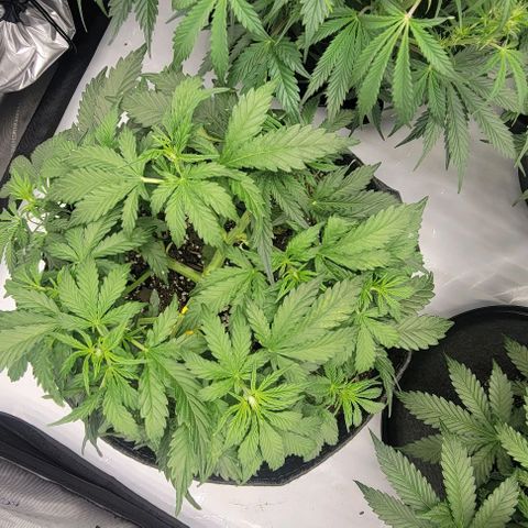 Super Skunk Autoflower growlog timeline photo