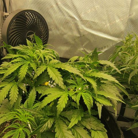 Super Skunk Autoflower growlog timeline photo