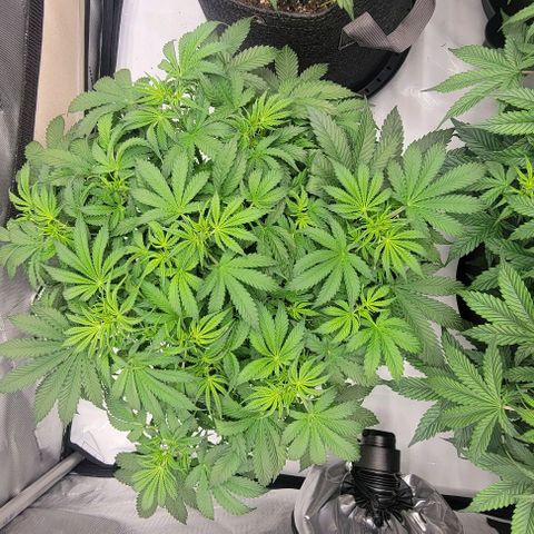 Super Skunk Autoflower growlog timeline photo