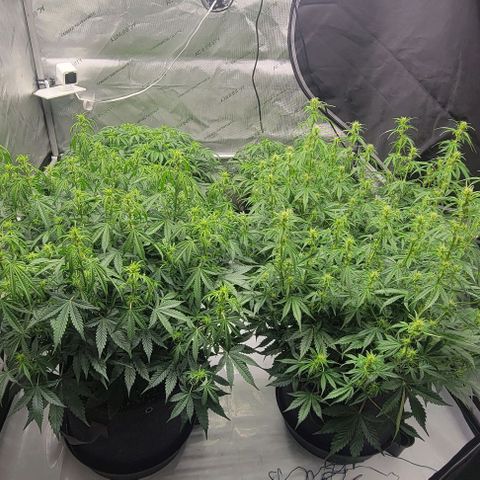 Super Skunk Autoflower growlog timeline photo