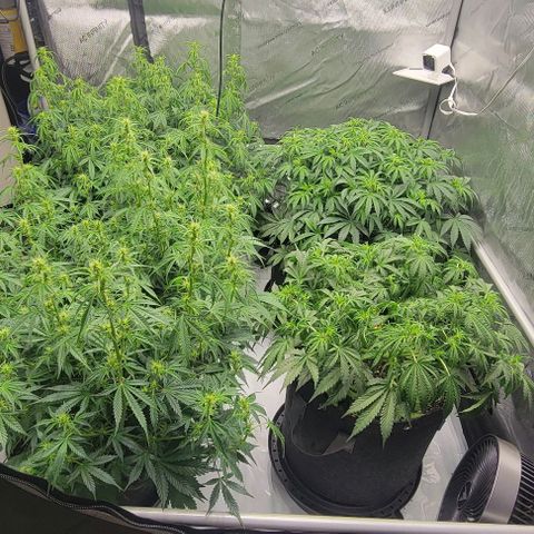 Super Skunk Autoflower growlog timeline photo