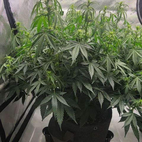 Super Skunk Autoflower  growlog timeline photo