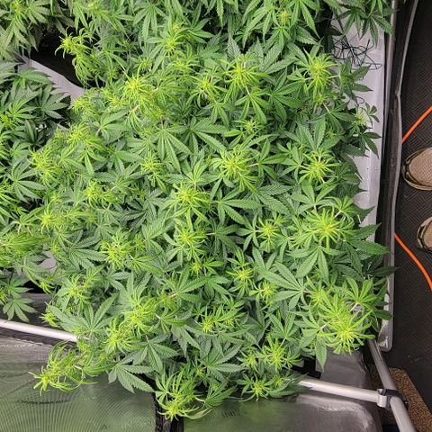 Super Skunk Autoflower  growlog timeline photo