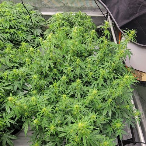 Super Skunk Autoflower growlog timeline photo