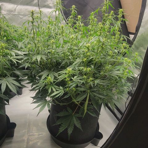 Super Skunk Autoflower growlog timeline photo