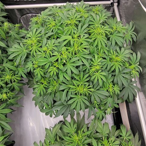 Super Skunk Autoflower growlog timeline photo