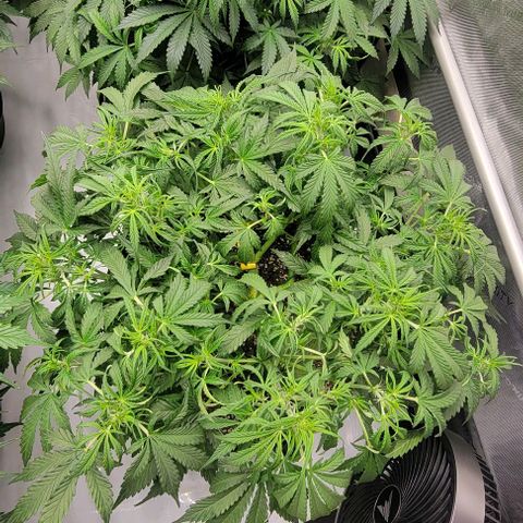Super Skunk Autoflower growlog timeline photo