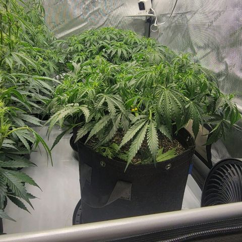 Super Skunk Autoflower growlog timeline photo