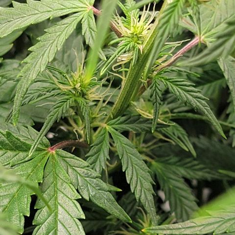 Super Skunk Autoflower growlog photo: Some stems are turning a pruple/red color. 