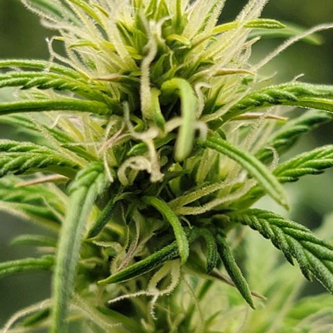 Super Skunk Autoflower growlog photo: Some stems are turning a pruple/red color. 
