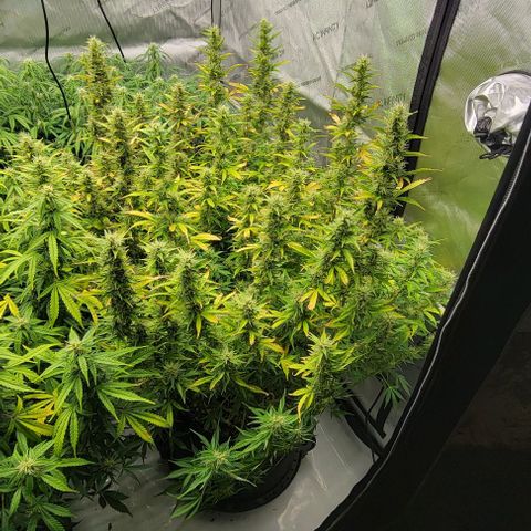Super Skunk Autoflower growlog timeline photo
