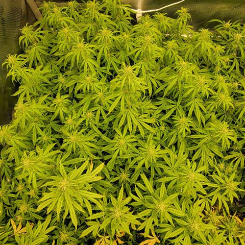 Super Skunk Autoflower growlog timeline photo