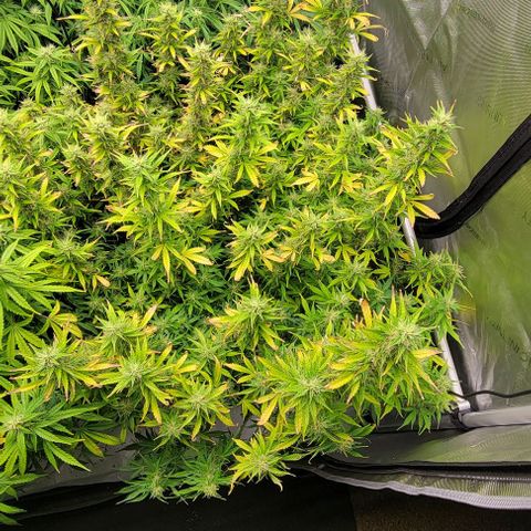 Super Skunk Autoflower growlog timeline photo