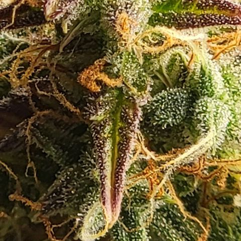 Super Skunk Autoflower growlog timeline photo