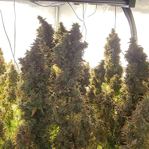 Super Skunk Autoflower growlog timeline photo
