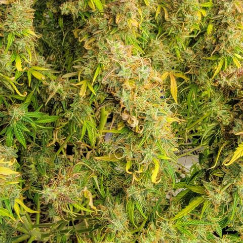 Super Skunk Autoflower growlog timeline photo