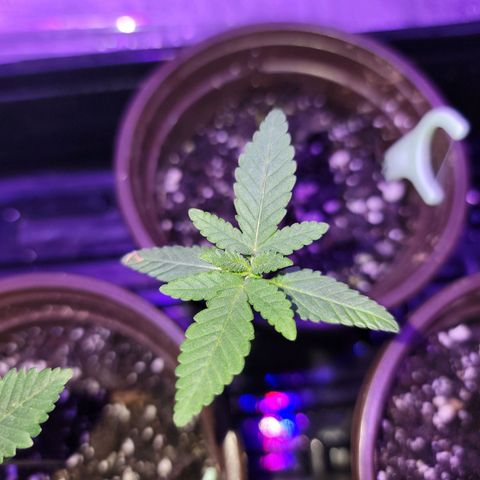 Power Plant growlog timeline photo