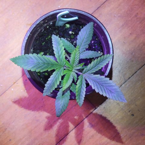 Power Plant growlog timeline photo
