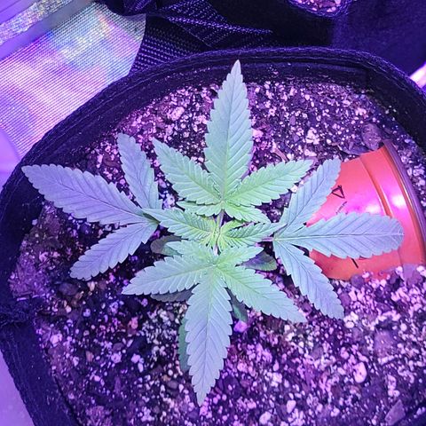 Power Plant growlog timeline photo